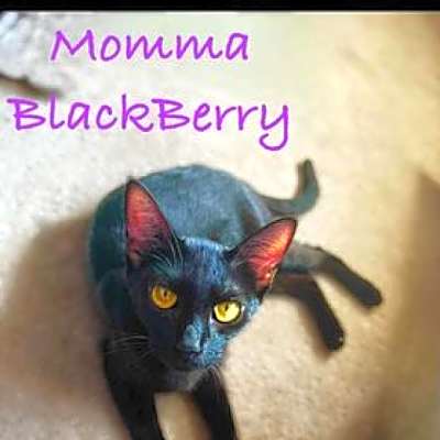 Photo of Blackberry #image