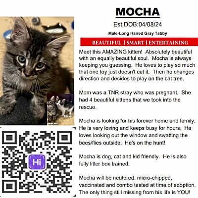 Photo of Mocha #image