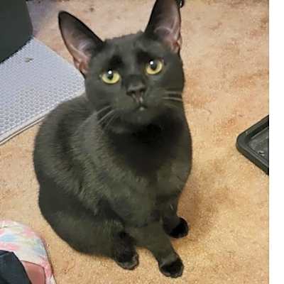 Photo of Pepper #image