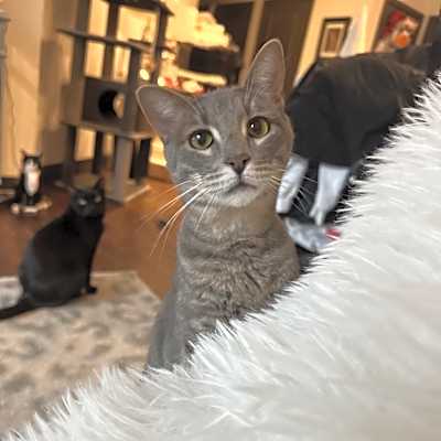 Photo of Martini #image
