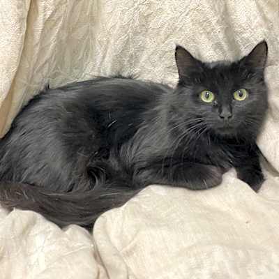 Photo of Stella #image