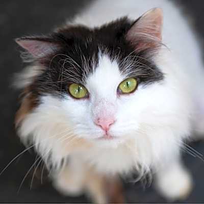Photo of Precious #image