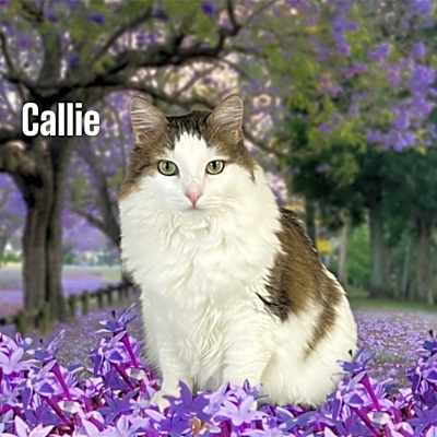 Photo of Callie #image