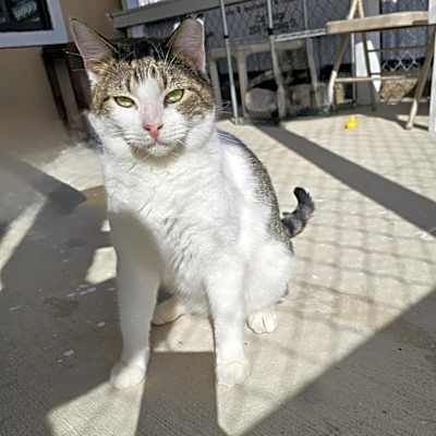 Photo of Simon - Working Cat #image