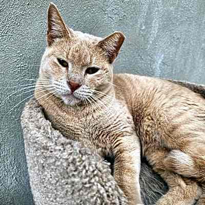 Photo of Blaze - Working Cat #image