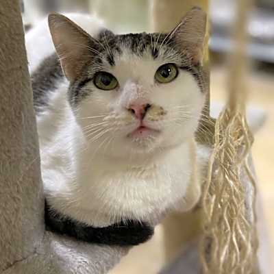 Photo of Alvin- Working Cat #image