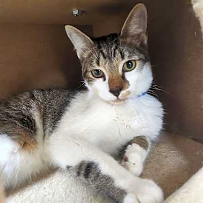 Photo of Bagel-Working Cat #image