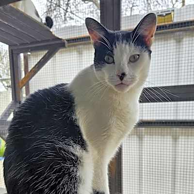 Photo of Gregory - Working Cat #image