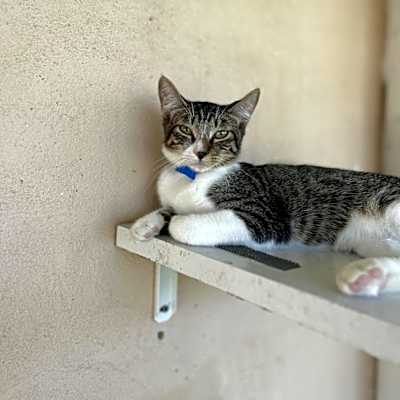 Photo of Ray- Working Cat #image