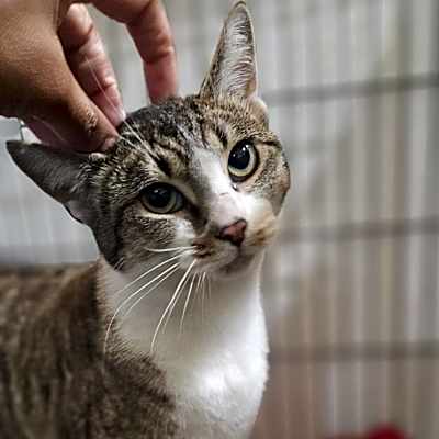 Photo of Kahlua #image