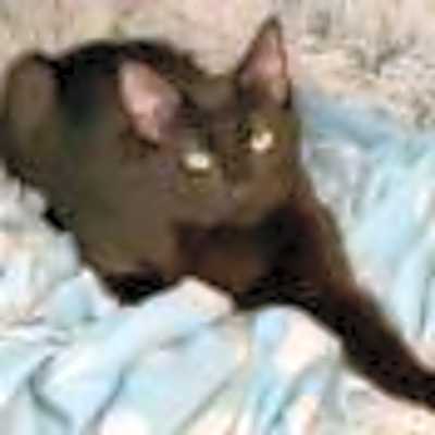 Photo of Jumpin' Jack Flash #image