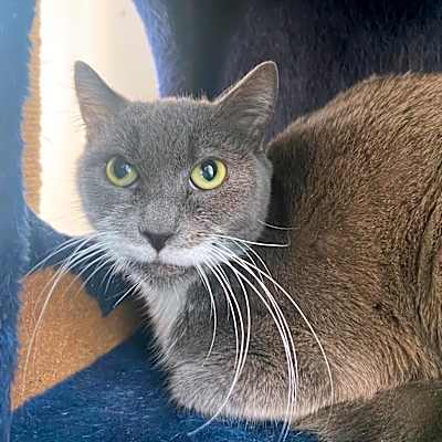 Photo of Salvadora #image