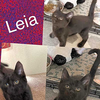 Photo of Leia #image
