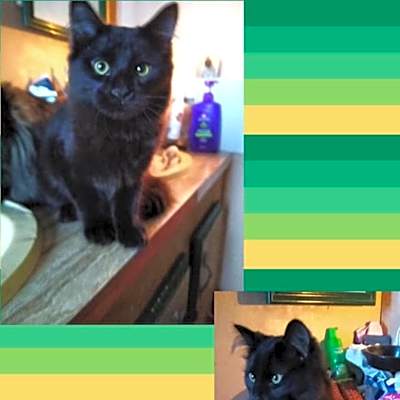 Photo of Fluffy #image