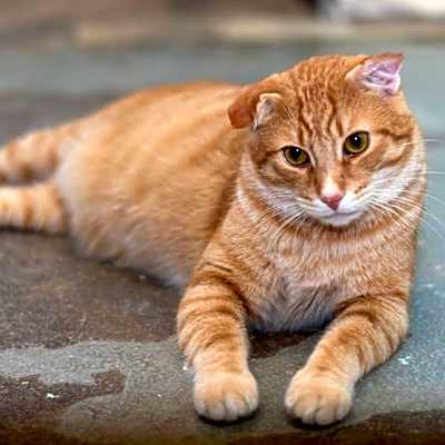 Photo of Thor #image