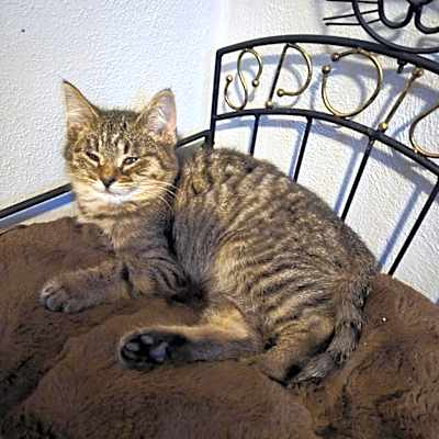 Photo of Ralphie #image
