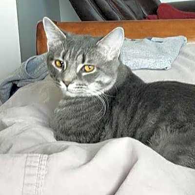 Photo of Tabby #image