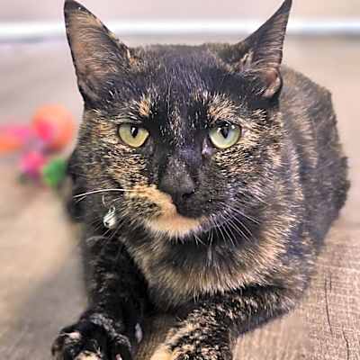 Photo of Miss Kitty  #image