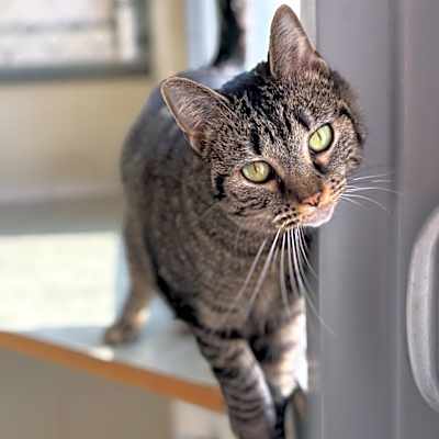 Photo of Coco #image