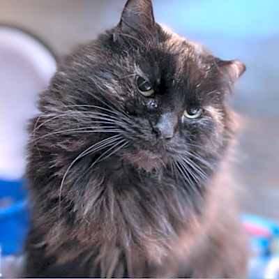 Photo of Sizzly (In Foster) #image