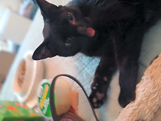 Photo of Angus #image