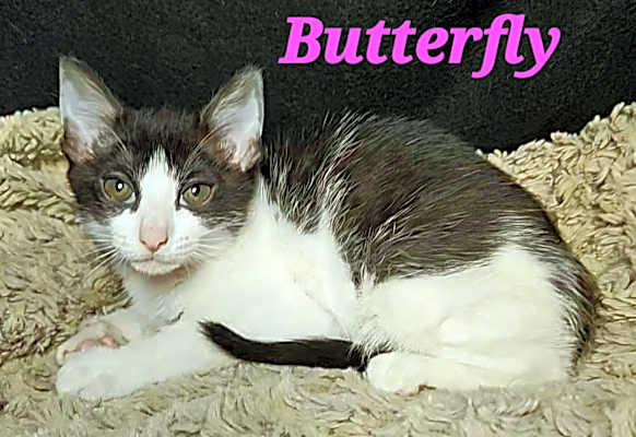 Photo of Butterfly #image