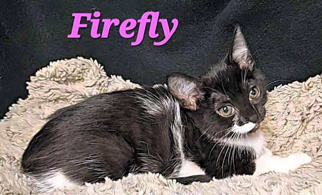 Photo of Firefly #image