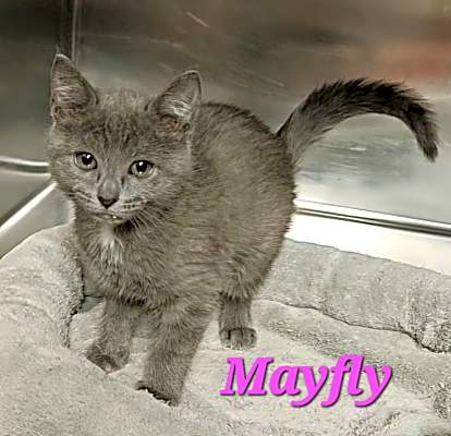 Photo of Mayfly #image