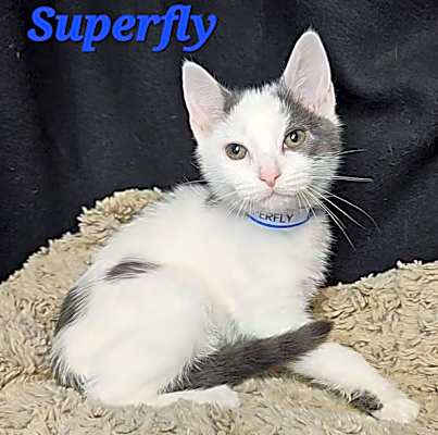 Photo of Superfly #image