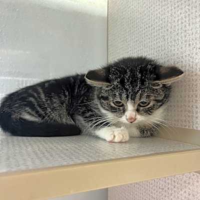 Photo of Rags #image