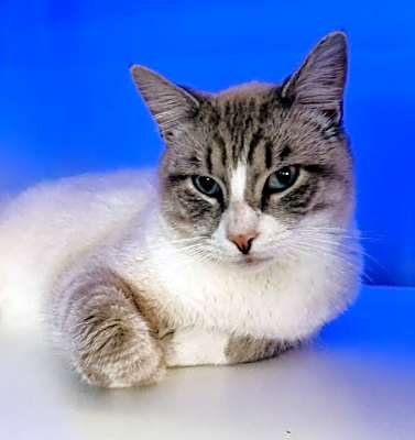Photo of Marshmellow #image