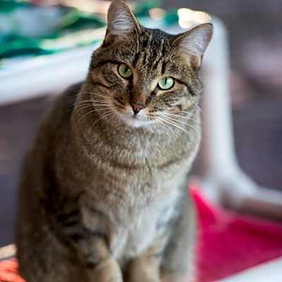 Photo of Jinksies #image