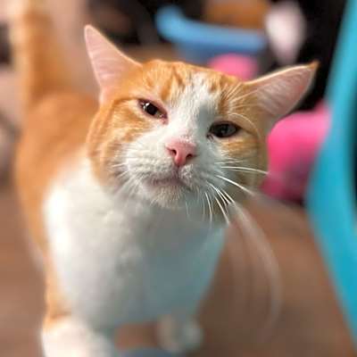 Photo of Little OG #image