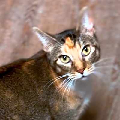 Photo of Bonita #image