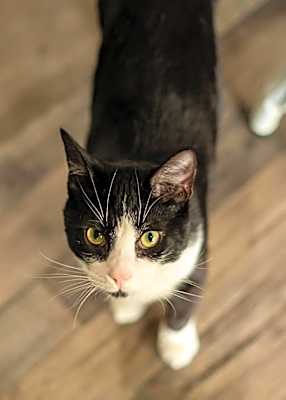 Photo of Ralphie #image