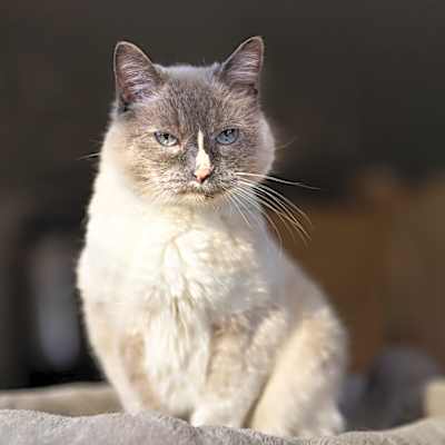 Photo of Mouse #image