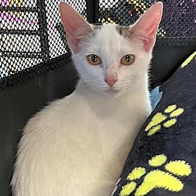 Photo of Pixie #image