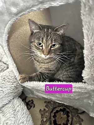 Photo of Buttercup #image