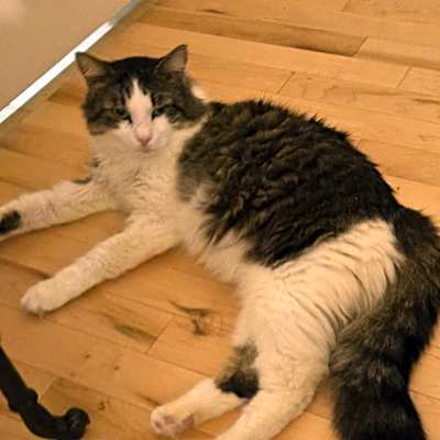 Photo of Howie #image
