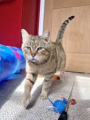 Photo of Bailey #image