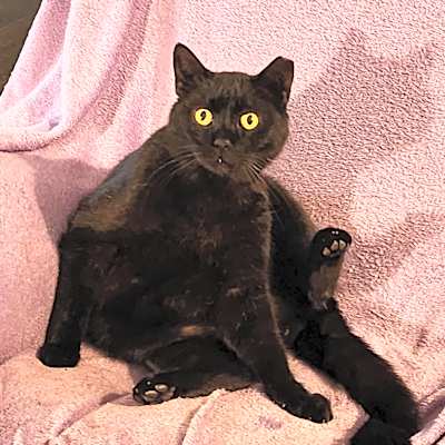 Photo of Onyx EJS #image