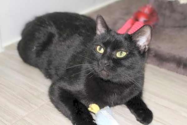 Photo of Nova #image