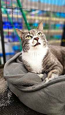 Photo of Rascal #image