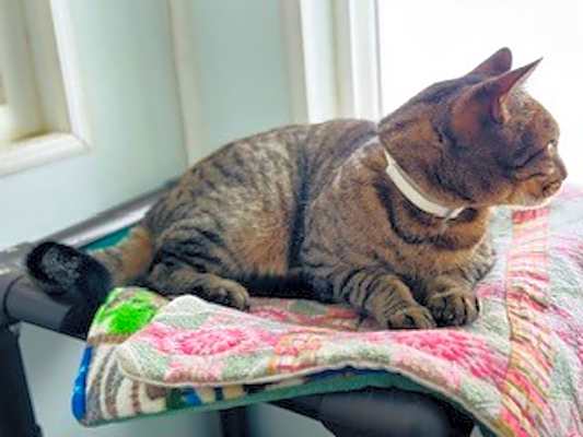 Photo of Rumples #image