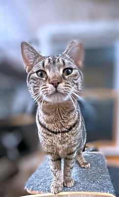 Photo of Scampi #image