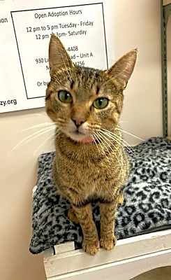 Photo of Olive #image