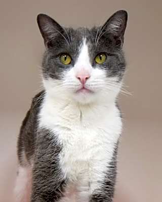 Photo of Boris (in foster) #image