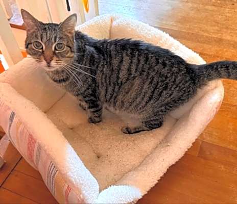 Photo of Dixon #image