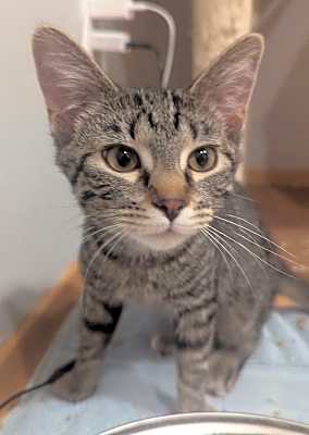Photo of Kiki #image