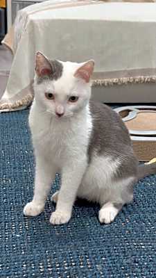 Photo of Clover #image